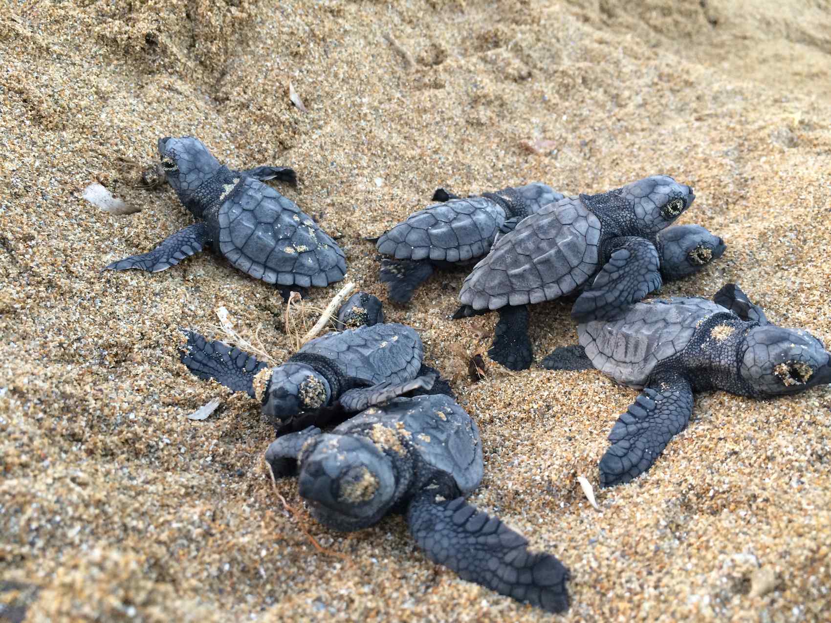 schiusa di Caretta caretta a Cefalonia